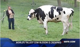 奶牛视频,温馨牧场里的欢乐时光