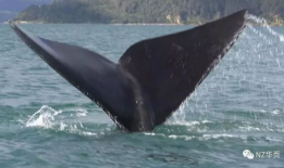 鲸鱼视频,探索海洋奥秘，畅游知识海洋